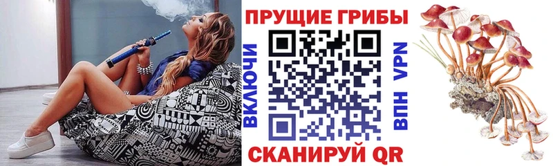 наркота  Касли  Галлюциногенные грибы Psilocybine cubensis 